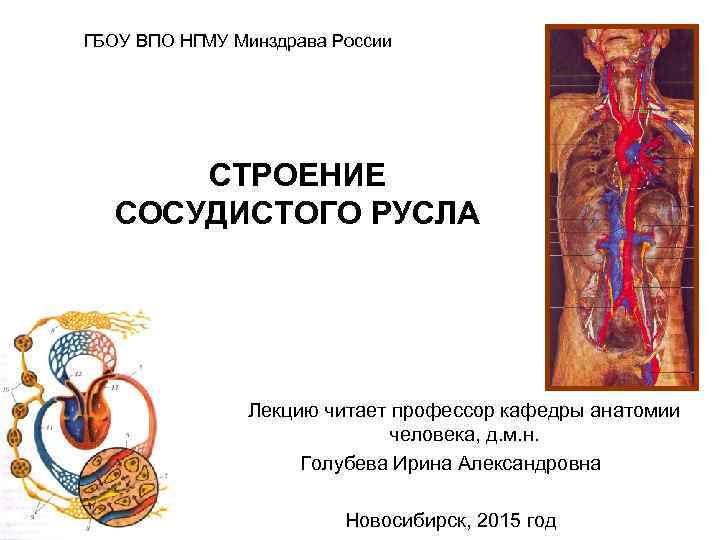 ГБОУ ВПО НГМУ Минздрава России СТРОЕНИЕ СОСУДИСТОГО РУСЛА Лекцию читает профессор кафедры анатомии человека,