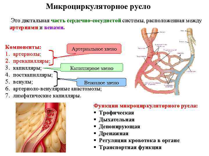 Микроциркуляторное русло Это дистальная часть сердечно-сосудистой системы, расположенная между артериями и венами. Компоненты: Артериальное