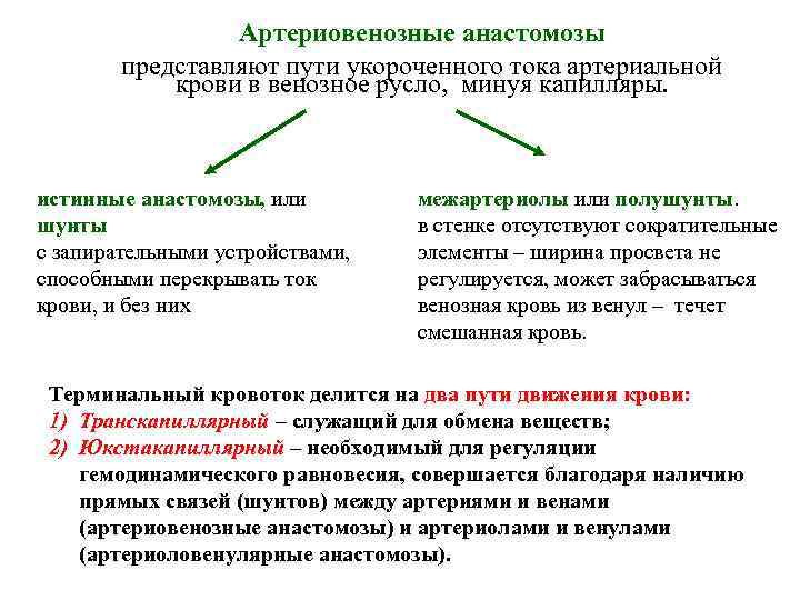 Артериовенозные анастомозы представляют пути укороченного тока артериальной крови в венозное русло, минуя капилляры. истинные