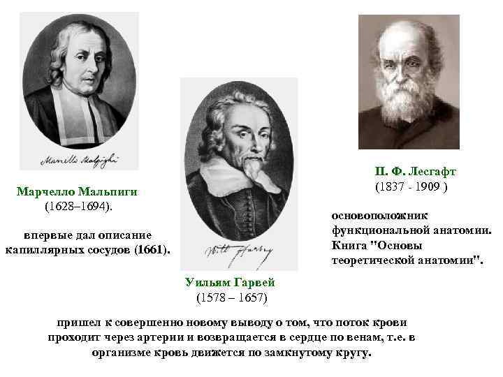 П. Ф. Лесгафт (1837 - 1909 ) Марчелло Мальпиги (1628– 1694). основоположник функциональной анатомии.