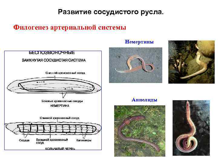 Развитие сосудистого русла. Филогенез артериальной системы Немертины Аннелиды 