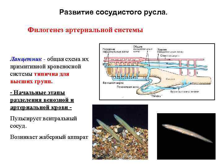 Развитие сосудистого русла. Филогенез артериальной системы Ланцетник - общая схема их примитивной кровеносной системы