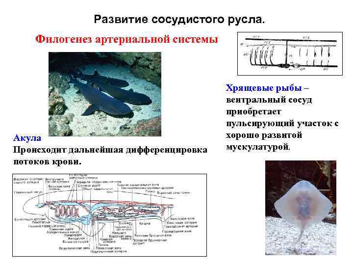 Развитие сосудистого русла. Филогенез артериальной системы Акула Происходит дальнейшая дифференцировка потоков крови. Хрящевые рыбы