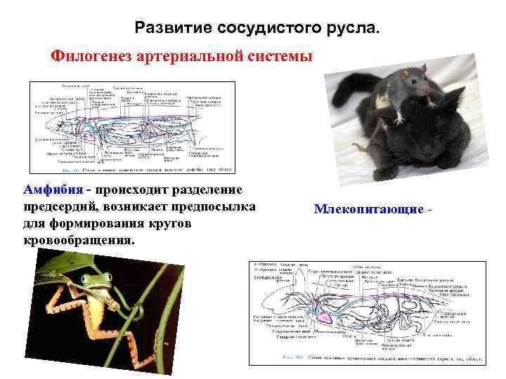 Развитие сосудистого русла. Филогенез артериальной системы Амфибия - происходит разделение предсердий, возникает предпосылка для