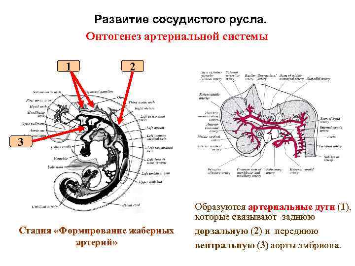 Развитие кровообращения