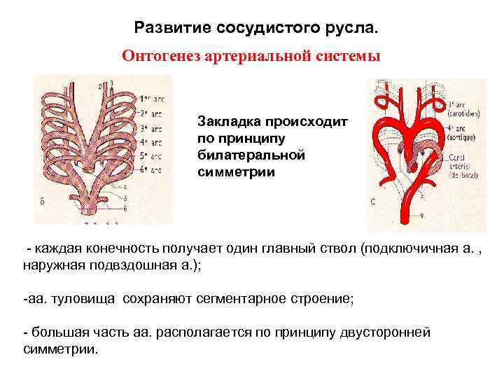 Развитие сосудистого русла. Онтогенез артериальной системы Закладка происходит по принципу билатеральной симметрии - каждая