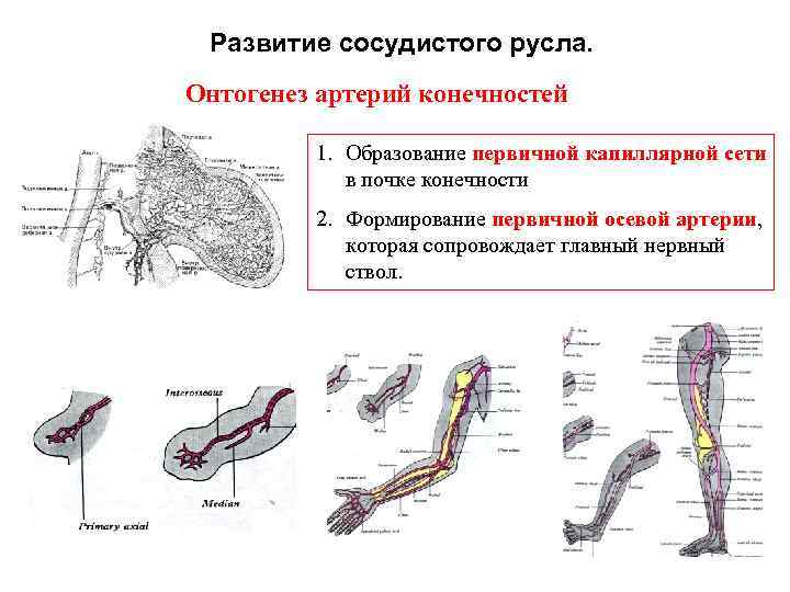 Сосудистое русло. Развитие артерий в онтогенезе. Капиллярное русло конечностей схема. Развитие конечностей.