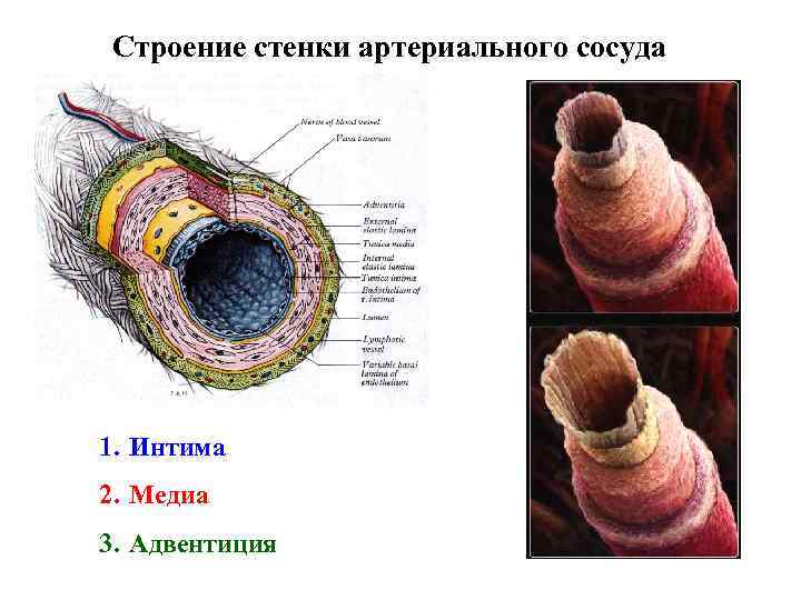 Строение стенки артериального сосуда 1. Интима 2. Медиа 3. Адвентиция 