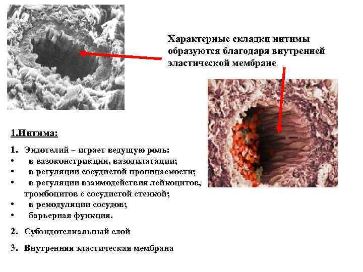 Характерные складки интимы образуются благодаря внутренней эластической мембране 1. Интима: 1. • • •