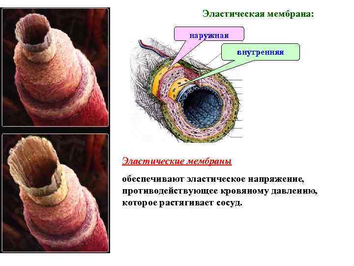Эластическая мембрана: наружная внутренняя Эластические мембраны обеспечивают эластическое напряжение, противодействующее кровяному давлению, которое растягивает