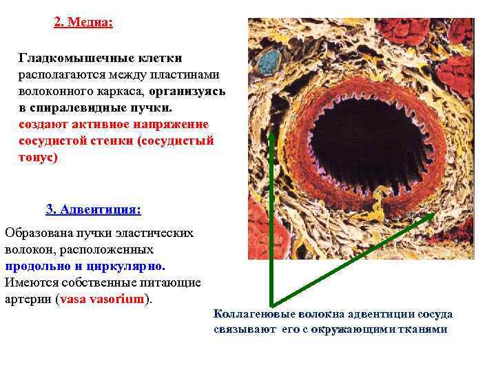 2. Медиа: Гладкомышечные клетки располагаются между пластинами волоконного каркаса, организуясь в спиралевидные пучки. создают