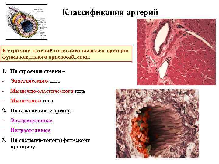 Классификация артерий В строении артерий отчетливо выражен принцип функционального приспособления. 1. По строению стенки