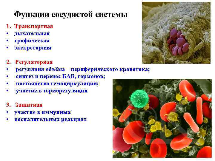 Функции сосудистой системы 1. • • • Транспортная дыхательная трофическая экскреторная 2. Регуляторная •