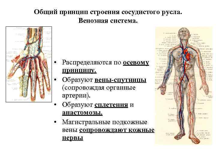 Общий принцип строения сосудистого русла. Венозная система. • Распределяются по осевому принципу. • Образуют