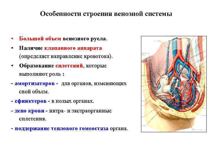 Особенности строения венозной системы • Большой объем венозного русла. • Наличие клапанного аппарата (определяет