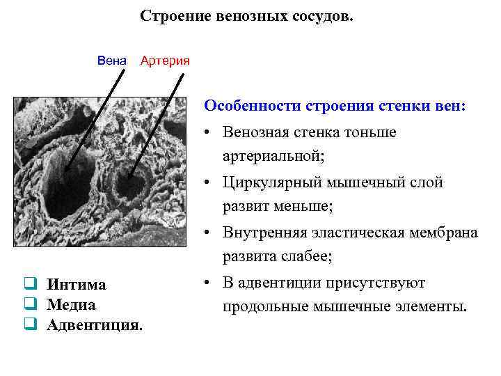 Строение венозных сосудов. Вена Артерия Особенности строения стенки вен: • Венозная стенка тоньше артериальной;