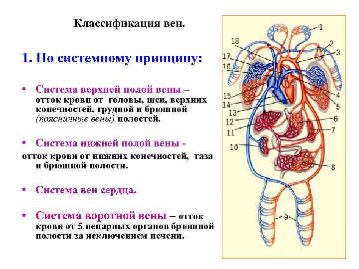 Классификация вен. 1. По системному принципу: • Система верхней полой вены – отток крови