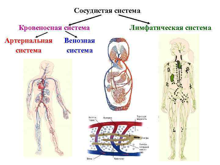 Сосудистая система Кровеносная система Артериальная система Венозная система Лимфатическая система 