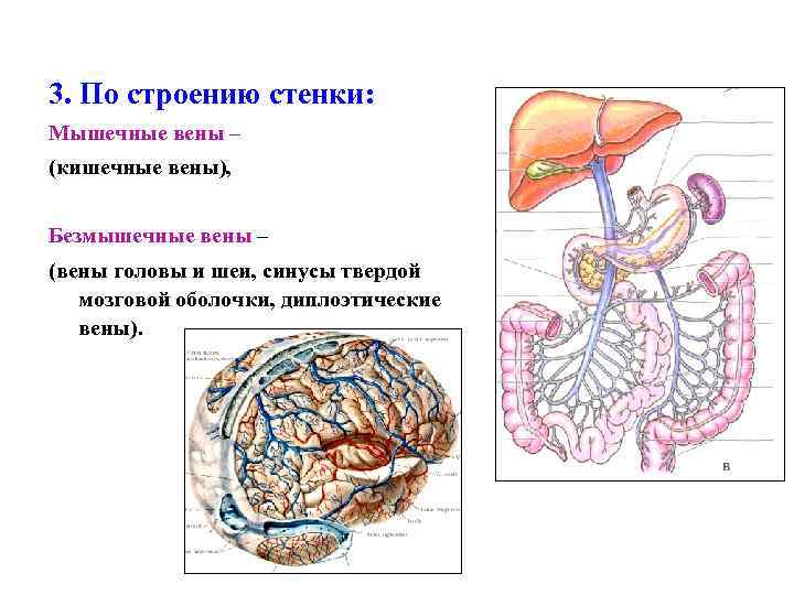 3. По строению стенки: Мышечные вены – (кишечные вены), Безмышечные вены – (вены головы