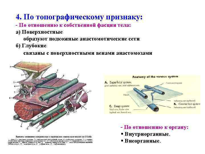 4. По топографическому признаку: - По отношению к собственной фасции тела: а) Поверхностные образуют