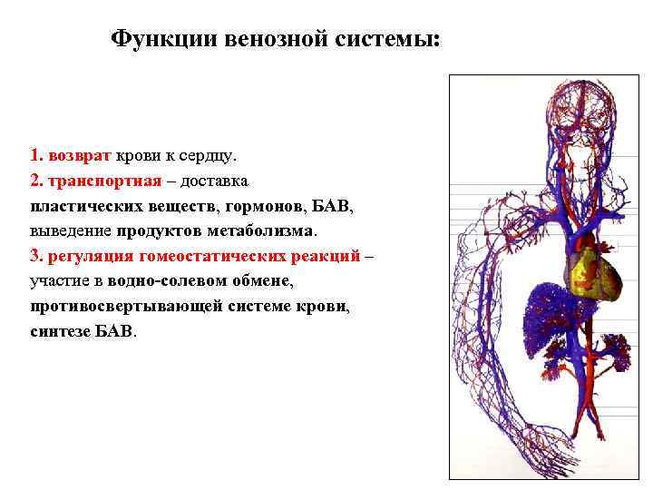 Функции венозной системы: 1. возврат крови к сердцу. 2. транспортная – доставка пластических веществ,