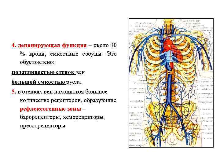 4. депонирующая функция – около 30 % крови, емкостные сосуды. Это обусловлено: податливостью стенок