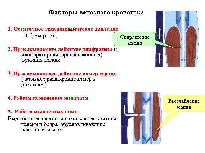 Факторы венозного кровотока 1. Остаточное гемодинамическое давление (1 -2 мм рт. ст). Сокращение мышц