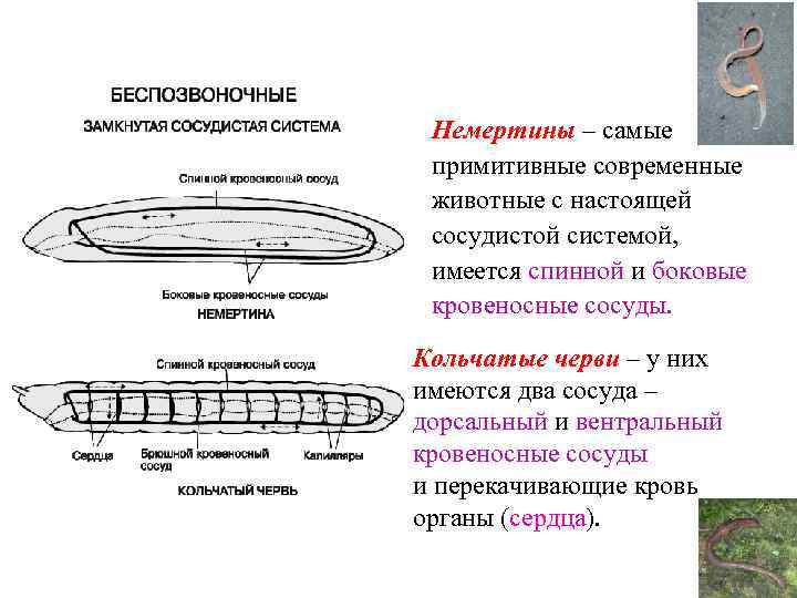 Немертины – самые примитивные современные животные с настоящей сосудистой системой, имеется спинной и боковые