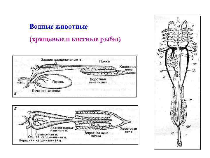 Водные животные (хрящевые и костные рыбы) 