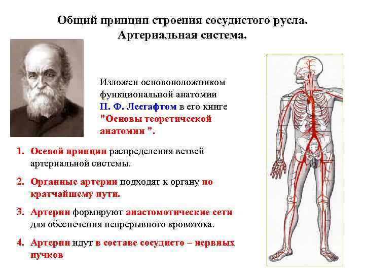 Общий принцип строения сосудистого русла. Артериальная система. Изложен основоположником функциональной анатомии П. Ф. Лесгафтом