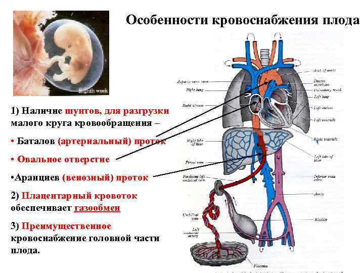 Особенности кровоснабжения плода 1) Наличие шунтов, для разгрузки малого круга кровообращения – • Баталов