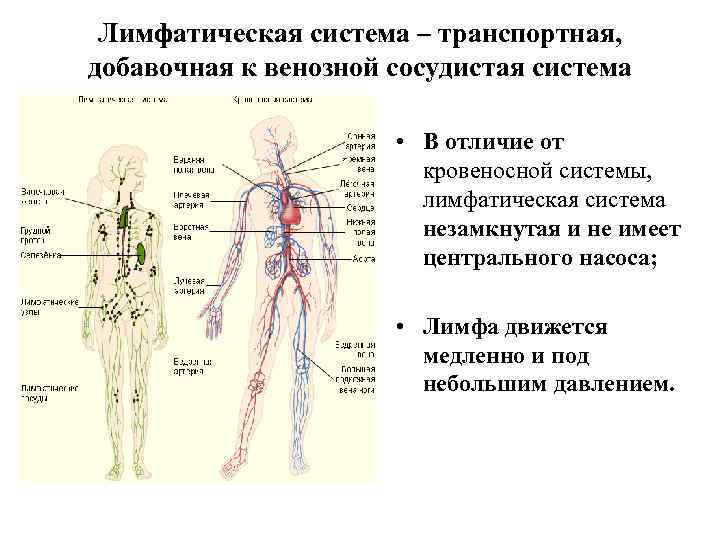 Лимфатическая система – транспортная, добавочная к венозной сосудистая система • В отличие от кровеносной