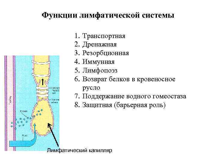 Функции лимфатической системы 1. 2. 3. 4. 5. 6. Транспортная Дренажная Резорбционная Иммунная Лимфопоэз