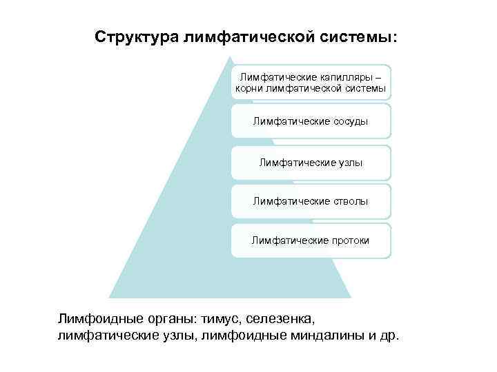 Структура лимфатической системы: Лимфатические капилляры – корни лимфатической системы Лимфатические сосуды Лимфатические узлы Лимфатические