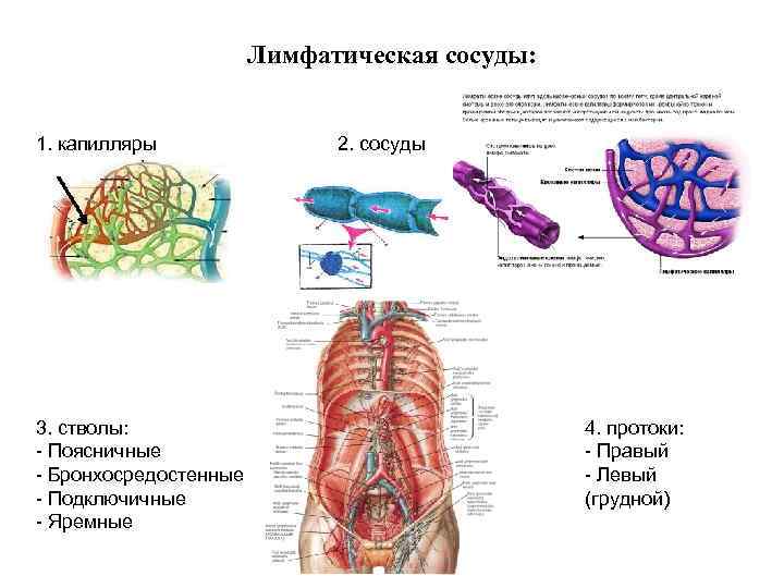 Лимфатическая сосуды: 1. капилляры 3. стволы: - Поясничные - Бронхосредостенные - Подключичные - Яремные