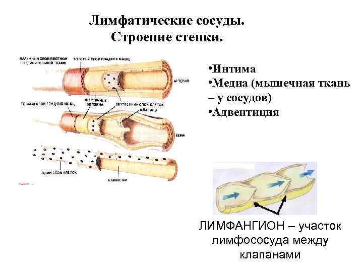 Лимфатические сосуды. Строение стенки. • Интима • Медиа (мышечная ткань – у сосудов) •