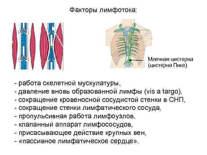 Факторы лимфотока: Млечная цистерна (цистерна Пике) - работа скелетной мускулатуры, - давление вновь образованной