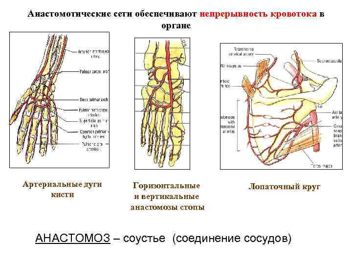 Анастомотические сети обеспечивают непрерывность кровотока в органе Артериальные дуги кисти Горизонтальные и вертикальные анастомозы