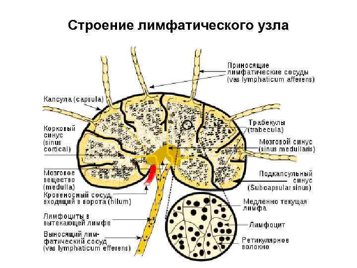 Строение лимфатического узла 