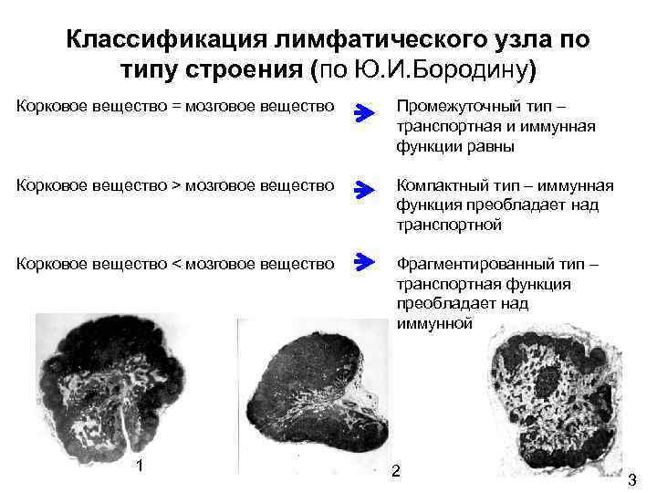 Классификация лимфатического узла по типу строения (по Ю. И. Бородину) Корковое вещество = мозговое