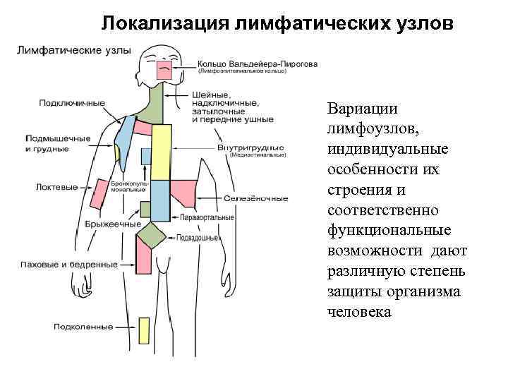 Локализация лимфатических узлов Вариации лимфоузлов, индивидуальные особенности их строения и соответственно функциональные возможности дают