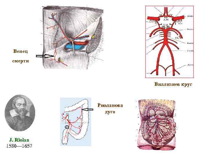 Венец смерти Виллизиев круг Риоланова дуга J. Riolan 1580— 1657 