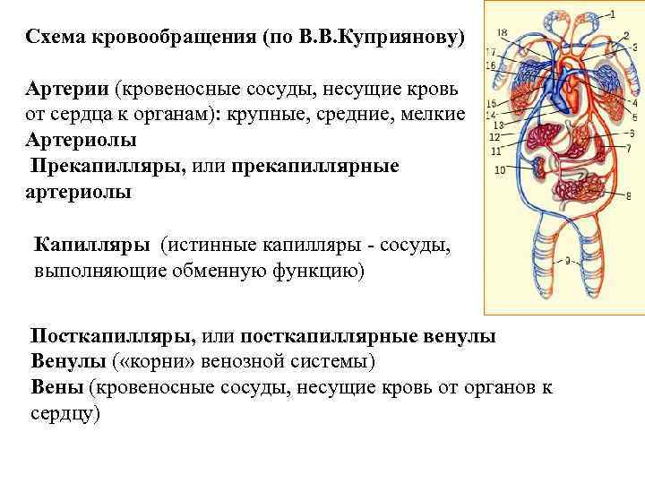 Схема кровообращения (по В. В. Куприянову) Артерии (кровеносные сосуды, несущие кровь от сердца к