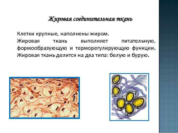 Жировая соединительная ткань Клетки крупные, наполнены жиром. Жировая ткань выполняет питательную, формообразующую и терморегулирующую