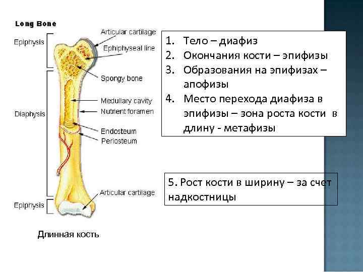 1. Тело – диафиз 2. Окончания кости – эпифизы 3. Образования на эпифизах –