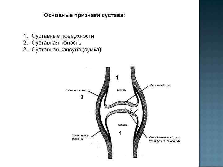 Основные признаки сустава: 1. Суставные поверхности 2. Суставная полость 3. Суставная капсула (сумка) 1