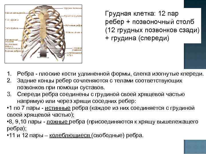 Грудина позвонки. Грудная клетка 12 пар ребер,Грудина,12 грудных позвонков. Грудная клетка образована 12 парами ребер и грудными позвонками. Грудная клетка 12 пар ребер 12 грудных. Грудная клетка состоит из 12 пар ребер.