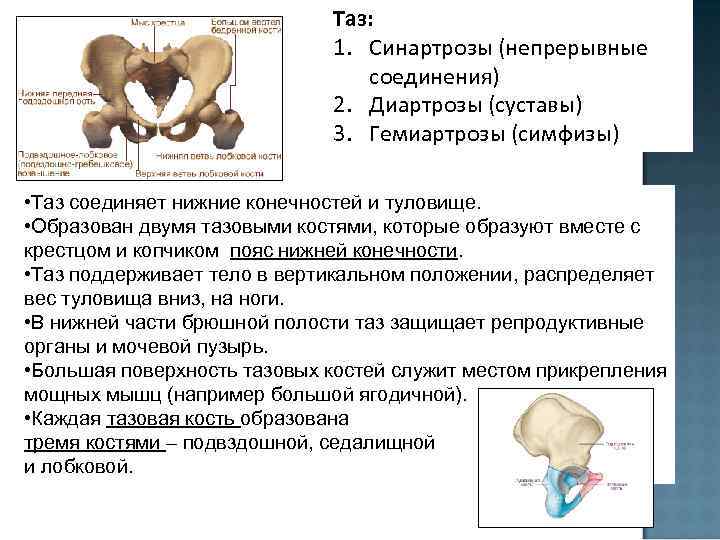 Подвздошная кость седалищная. Лобковый симфиз соединение костей. Тип соединения костей таза. Соединение тазовых костей. Соединение костей таза и нижней конечности.