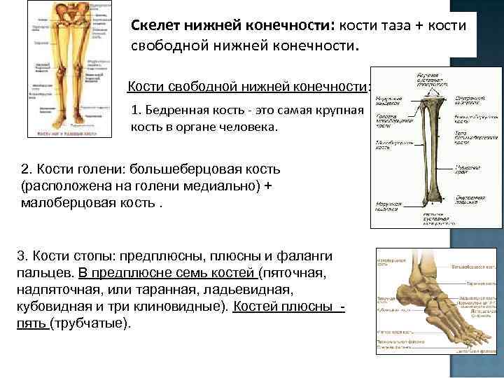 Бедренная кость тип соединения костей. Кости свободной нижней конечности бедренная кость. Перечислите кости свободной нижней конечности. Кости образующие скелет нижней конечности. Скелет нижней конечности. Строение бедренной кости.