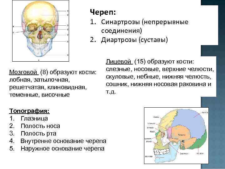 Подвижное соединение в черепе. Швы черепа это синартроз. Непрерывные соединения костей черепа. Соединение костей черепа. Соединение костей лицевого отдела черепа.